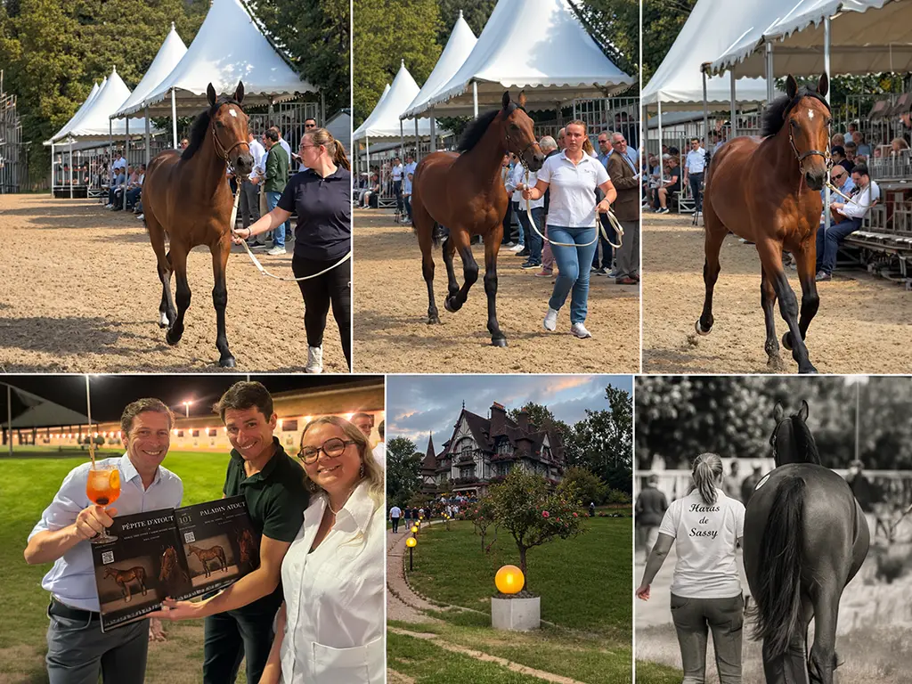 CLAP DE FIN POUR LES YEARLINGS ARQANA 2026